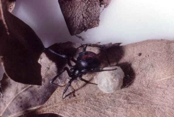 Redback Spider