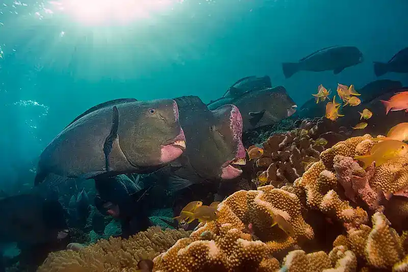 Bumphead parrotfish