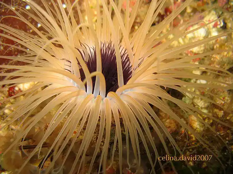 Membrane tube anemone (tube anemone)