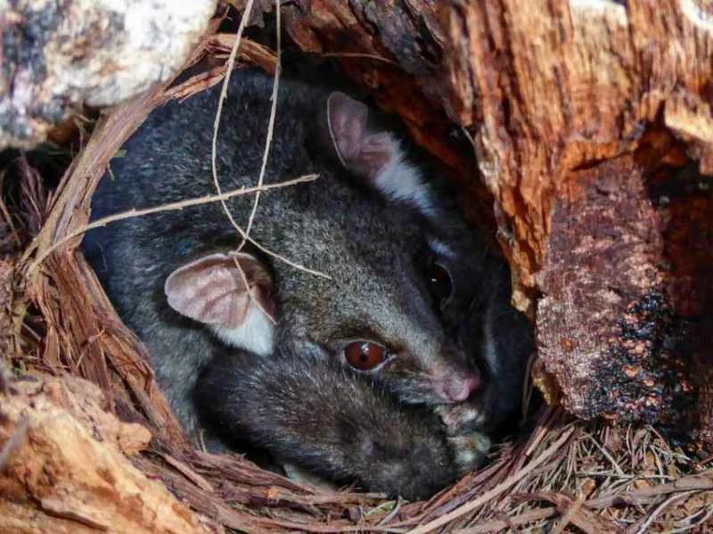 Eastern Grey Kangaroo