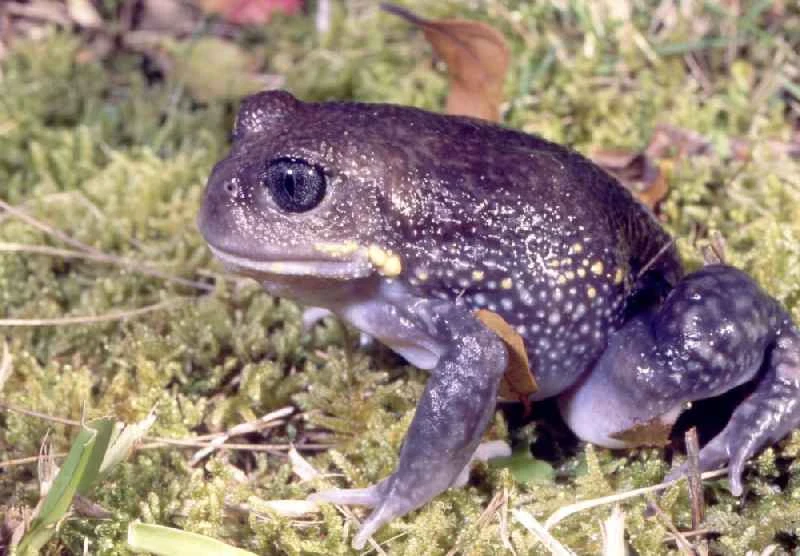 Giant Hole Frog, Heleioporus australiacus