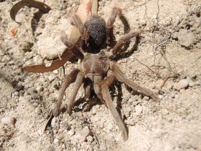 Australian tarantula