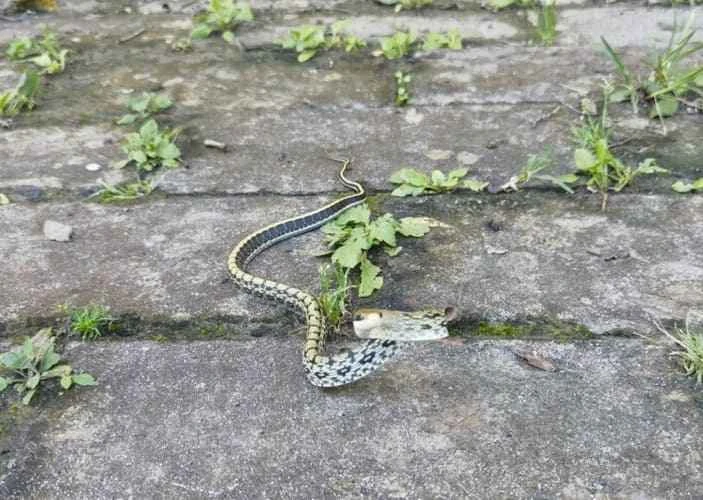 Orthriophis taeniurus (Black-browed Rat Snake)