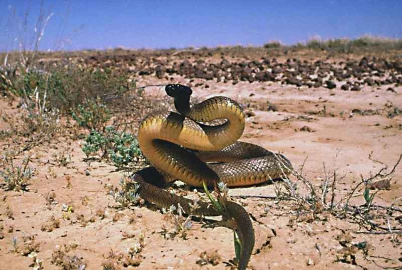 Inland taipan, Oxyuranus microlepidotus