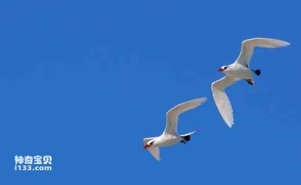 Red-tailed pheasant, red-tailed tropical bird