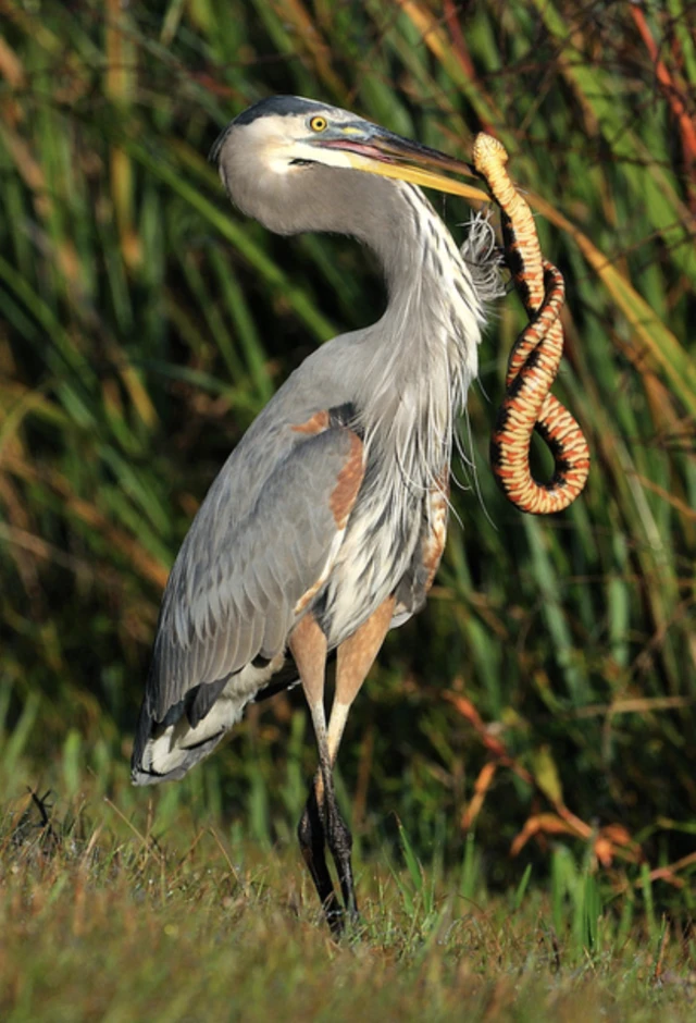 Great Blue Heron