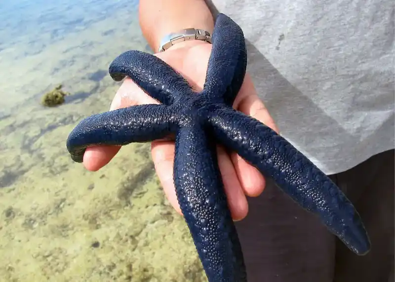 Blue starfish (Linckia laevigata)