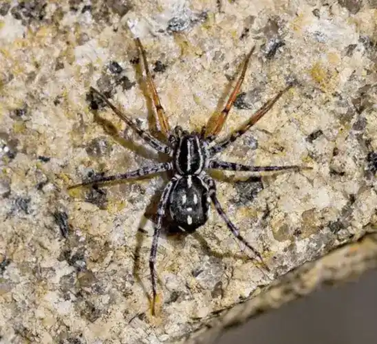 Swift Spiders, Nyssus coloripes (representative of the Swift Spiders group, including the Orange-footed Swift Spider)