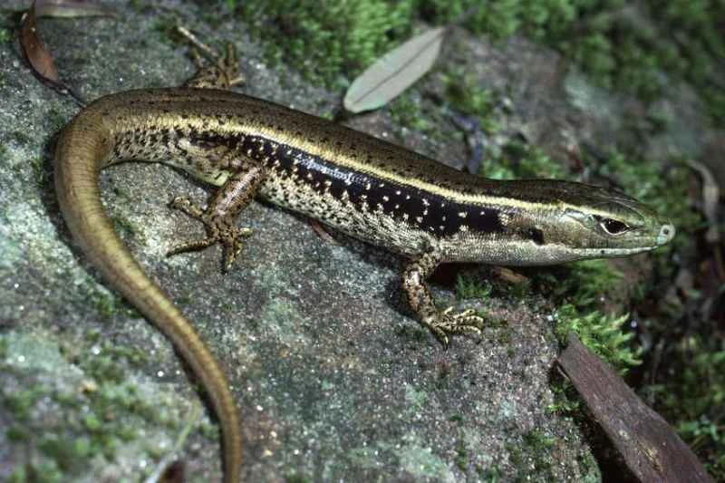 Eastern water skink, Eulamprus quoyii