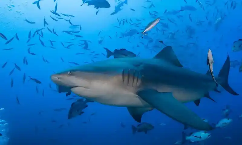 Bull shark (or bull shark)