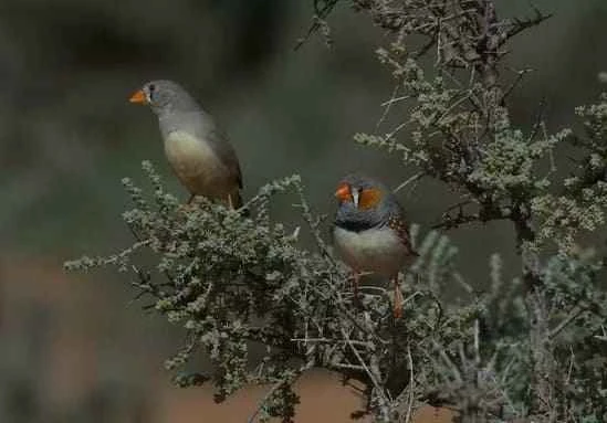 zebra finch