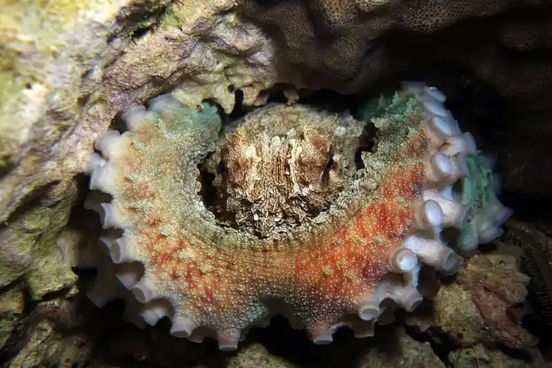 Octopus family (general overview)