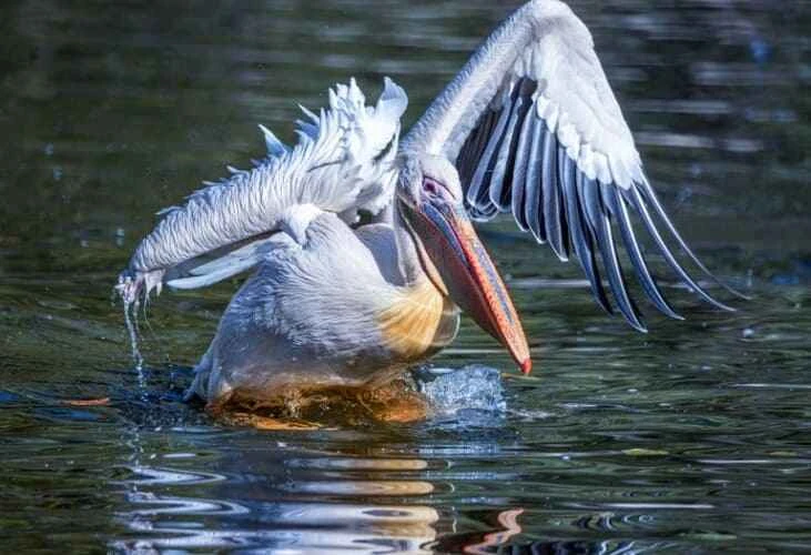 Pelicans (Genus Overview)