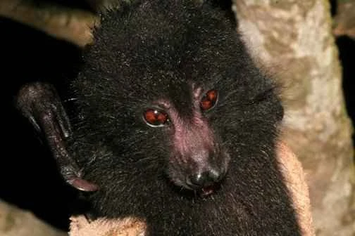 Solomon Islands monkey-faced bat, *Pteralopex*: genus *Pteralopex*