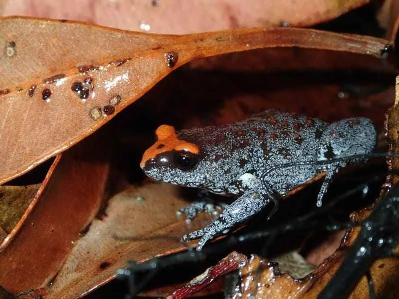 Red-crowned toad, Pseudophryne australis