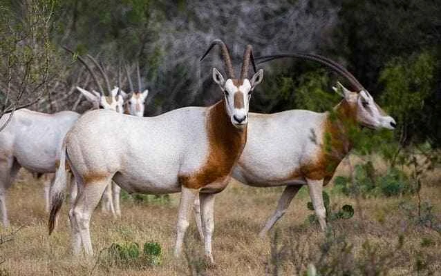 Scimitar antelope