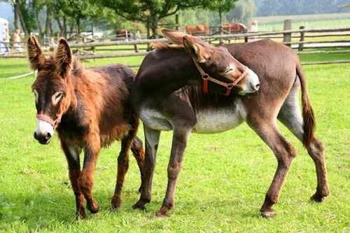 Mule, horse mule, donkey mule