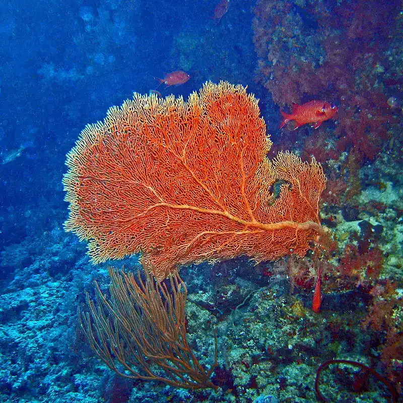 yellow sea fan