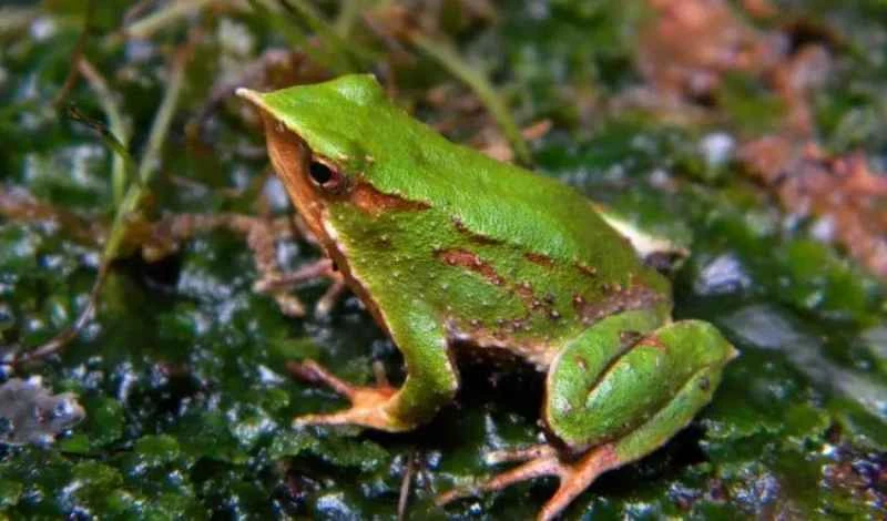 Darwin's Frog, Rhinoderma darwinii