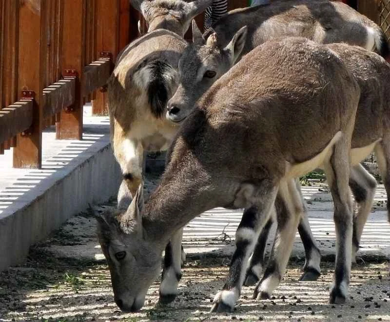 dwarf blue sheep, small blue sheep