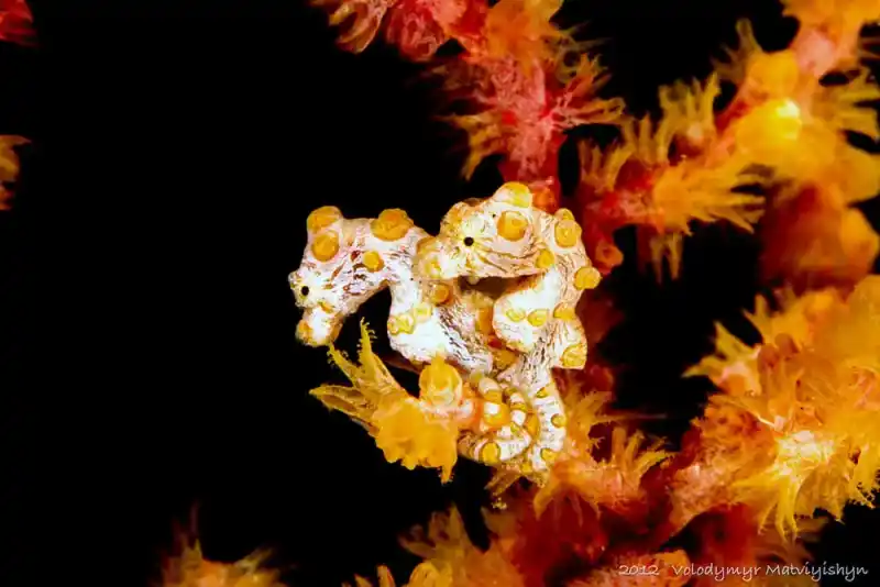 Dwarf Seahorse