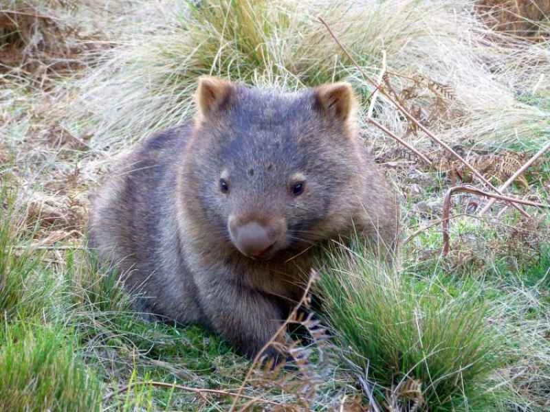 Naked-nosed wombat