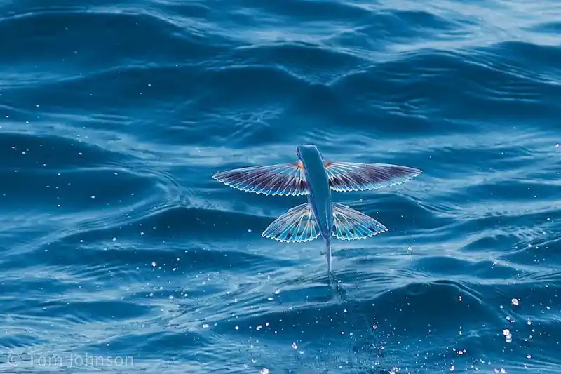 Tropical flying fish