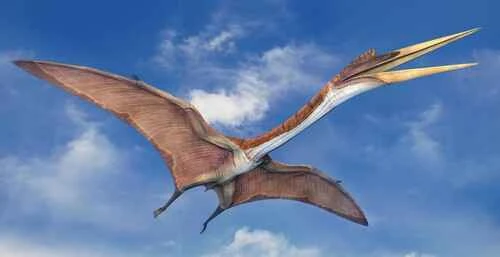 Pterodactylus, Flying-finger Pterodactylus
