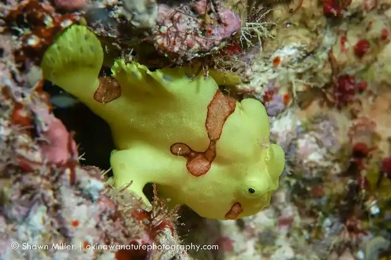 The genus *Antennarius* (also known as frogfish)
