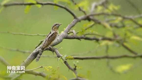 2023070988189869.jpg d6711c8ca9773912791d159ef3198618377ae28e_九雷图片转换器.jpg