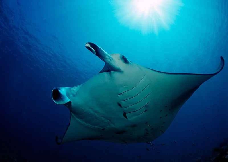 Giant manta ray