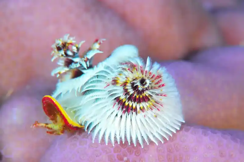Christmas tree worm, Spirobranchus giganteus
