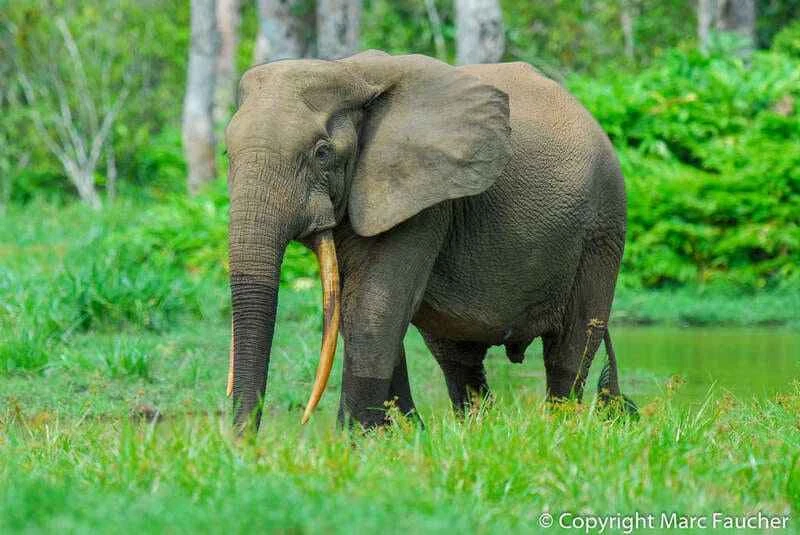African forest elephant, Loxodonta cyclotis