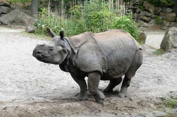 Indian rhinoceros