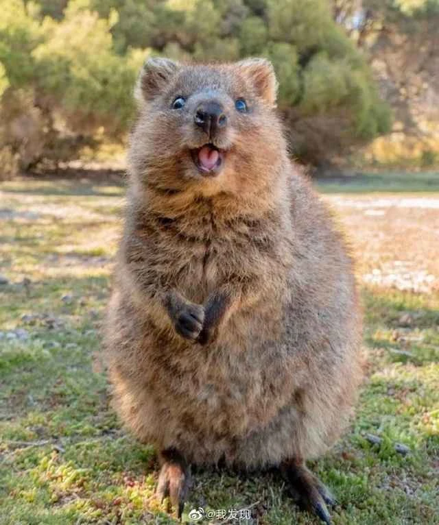 Quokka, Short-tailed Grey Wallabie, Short-tailed Wallaby