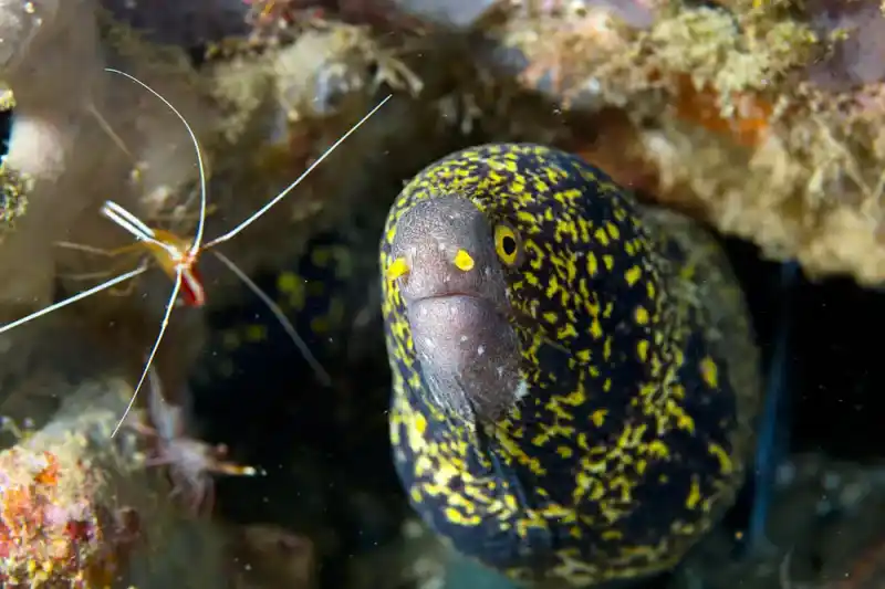 Snow eel (Echidna nebulosa｜Old name: Muraena pardalis)
