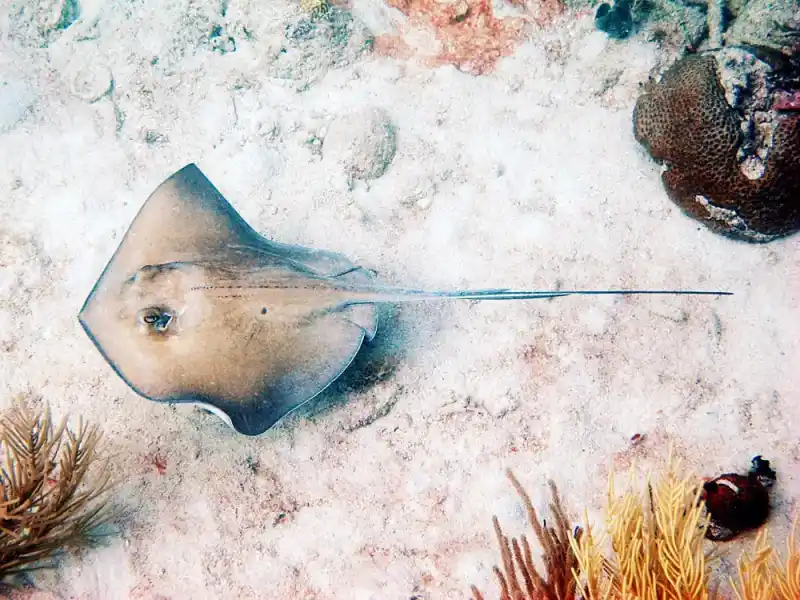 Japanese red stingray (Hemitrygon akajei｜formerly known as Dasyatis akajei)