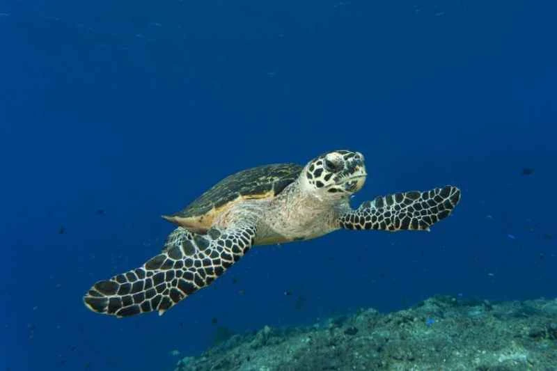 Hawksbill turtle, *Eretmochelys imbricata*