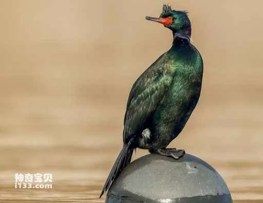 Red-faced cormorant, red-faced cormorant, water crow
