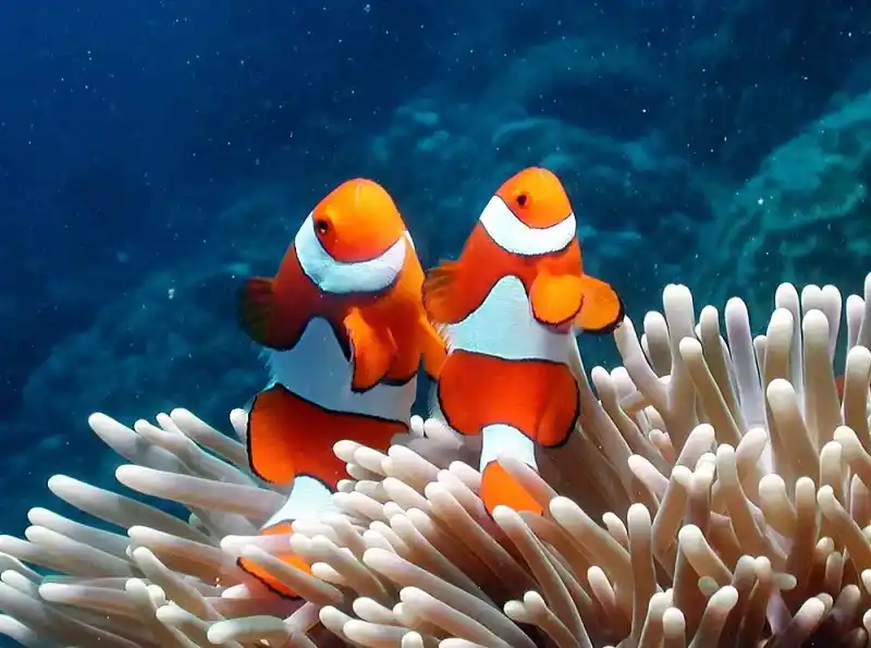 Clownfish subfamily