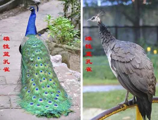 Peacock