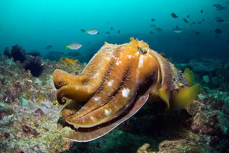 Australian giant squid