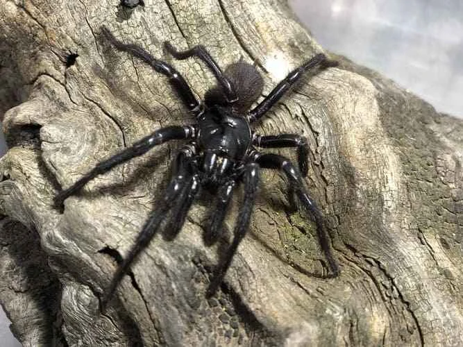 Newcastle funnel spider, Atrax christenseni