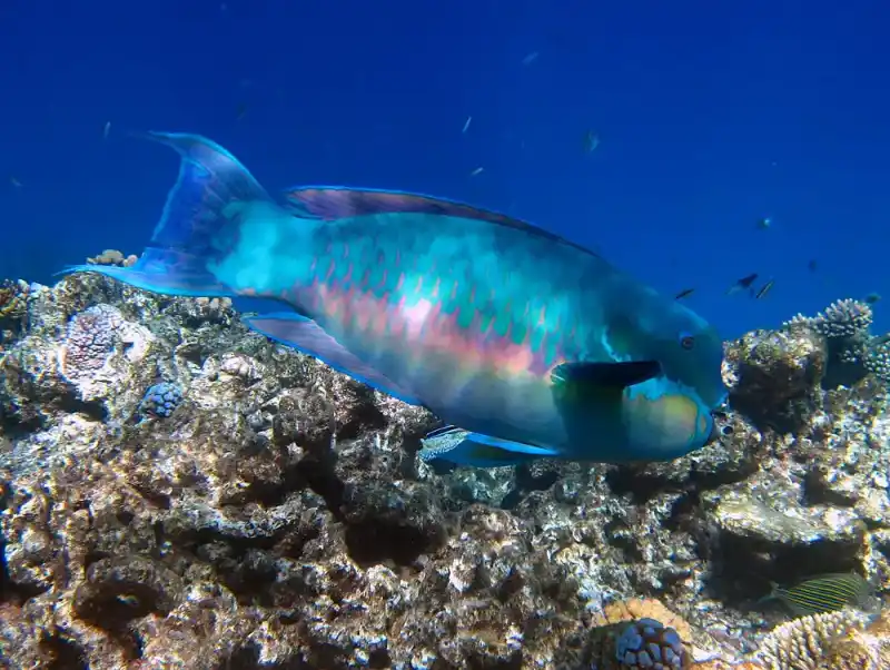 Bumphead parrotfish