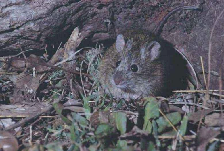 Eastern maroon mouse, Pseudomys gracilicaudatus