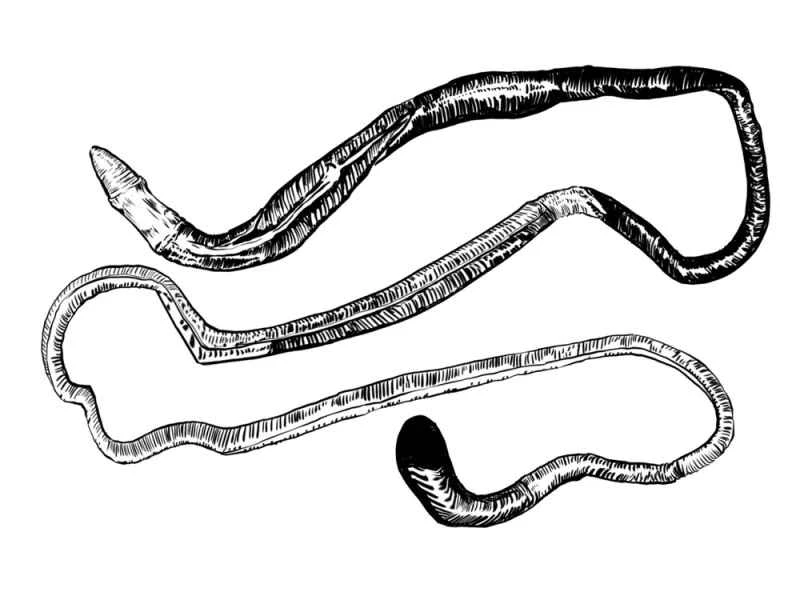 Glossobalanus polybranchioporus