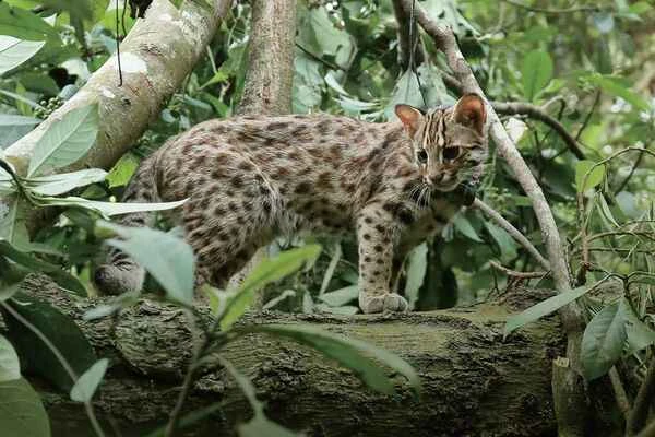 Leopard cat