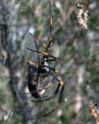Golden Garden Spider