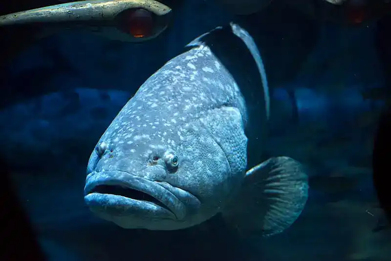 Grouper