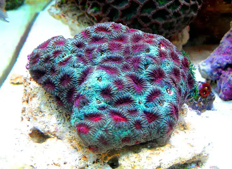 Ornate honeycomb coral (or ornate brain coral)